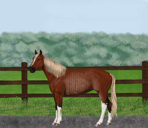 horse image