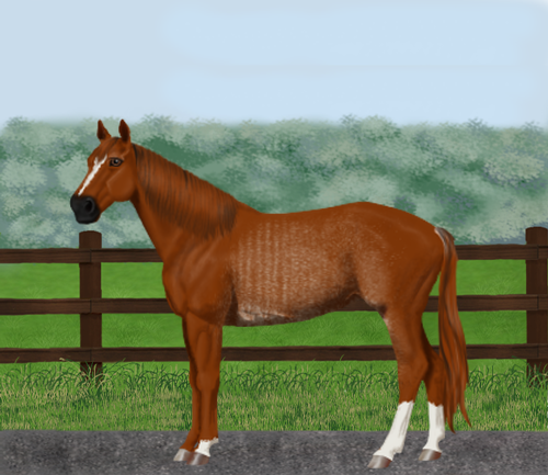 horse image