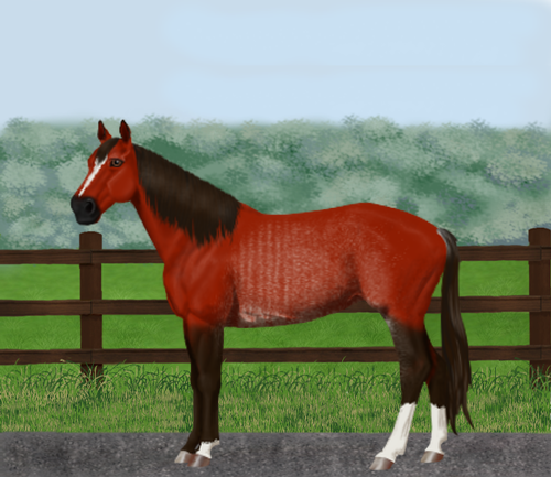 horse image