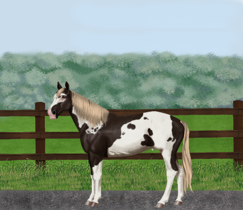 horse image