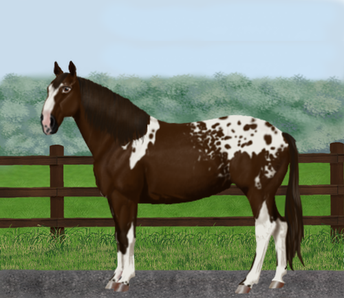 horse image