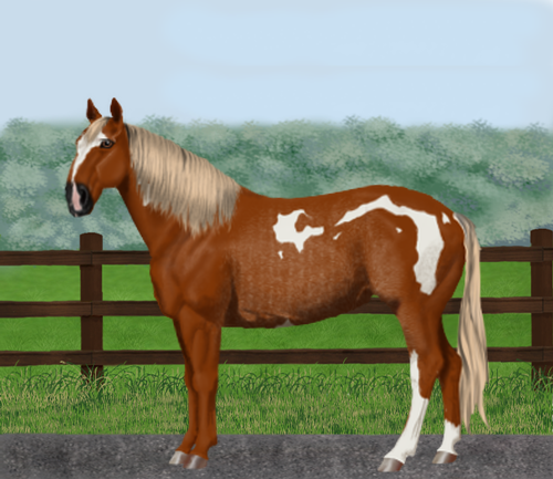 horse image