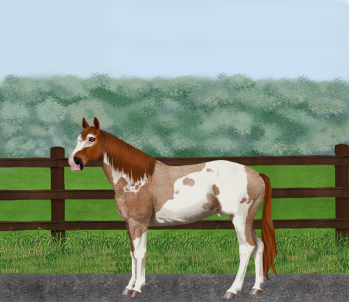 horse image