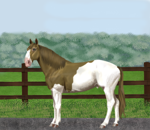 horse image