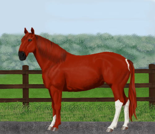 horse image