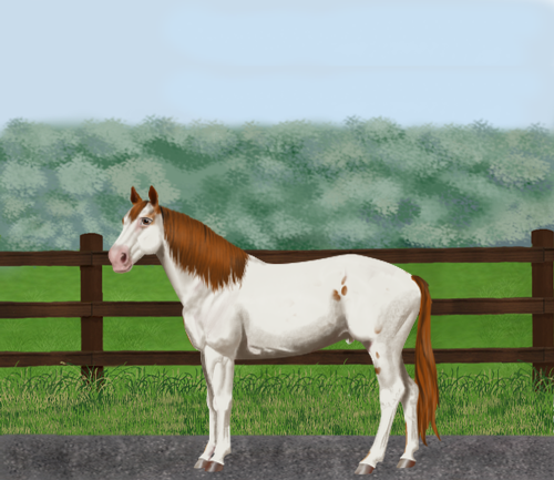 horse image