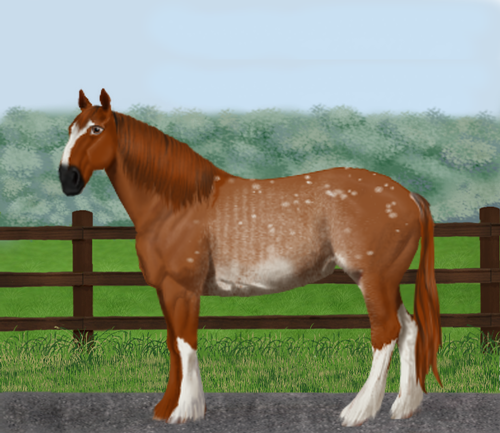 horse image