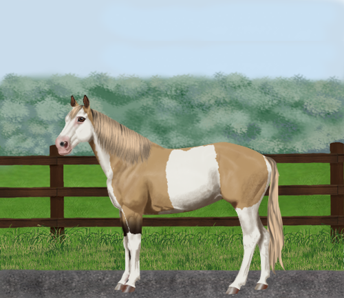 horse image