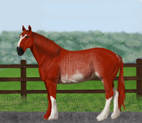 horse image