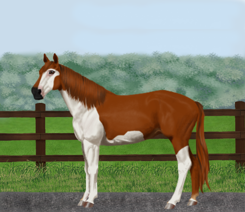 horse image