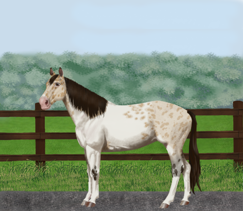 horse image