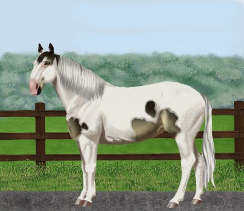 horse image