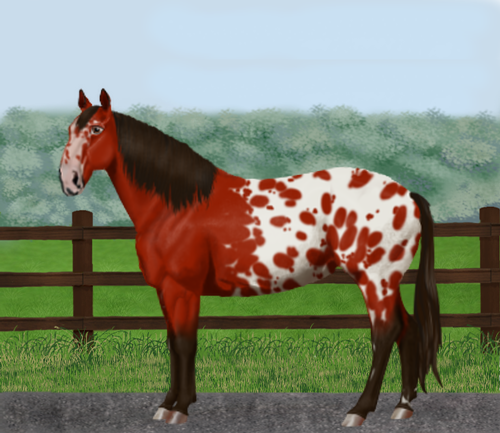 horse image