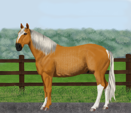 horse image