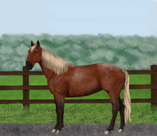 horse image