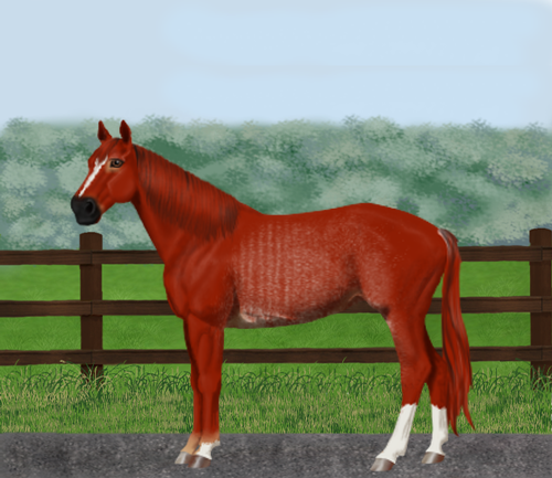 horse image