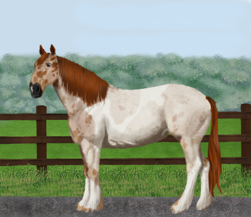 horse image