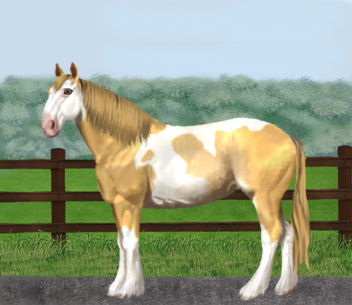 horse image