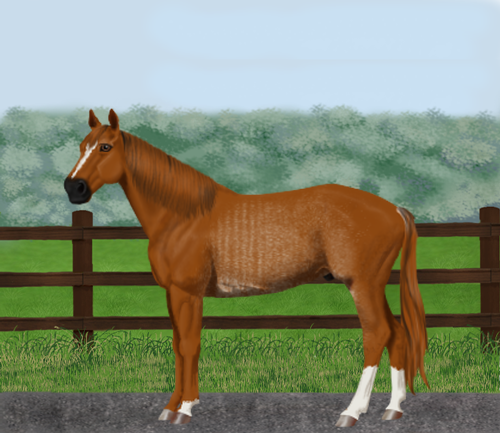 horse image