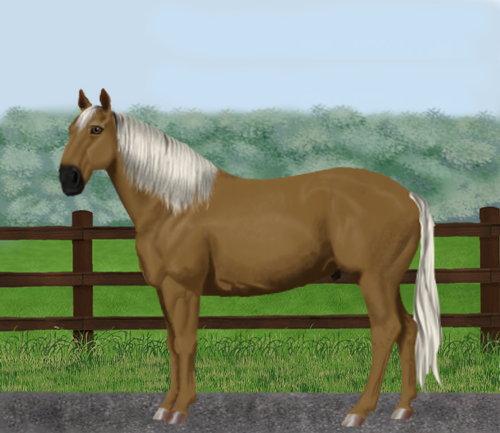 horse image