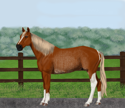 horse image