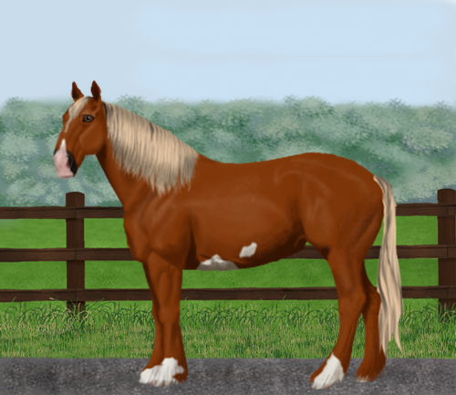 horse image