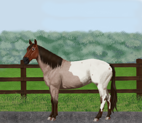 horse image