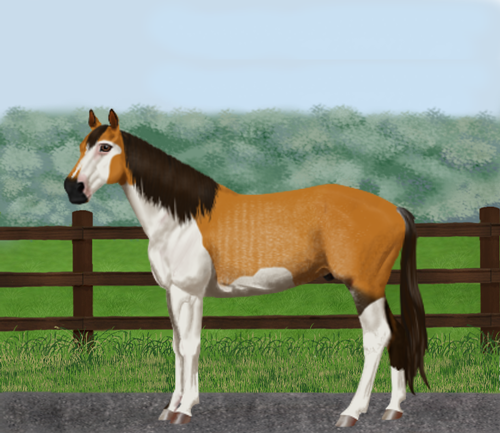 horse image