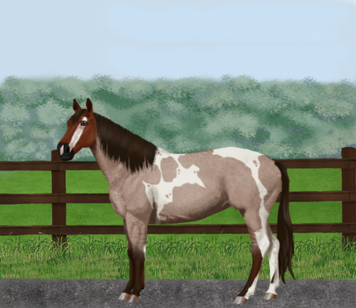 horse image