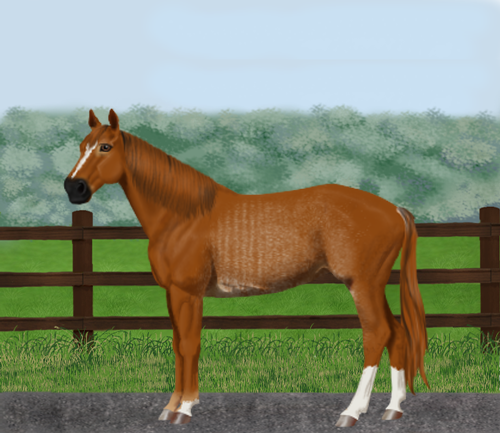 horse image