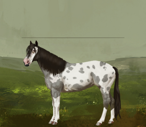 horse image