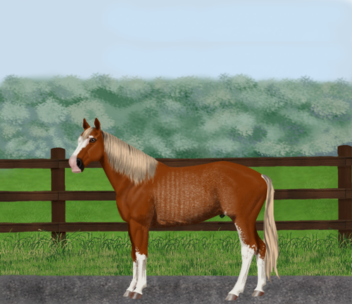 horse image