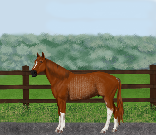 horse image