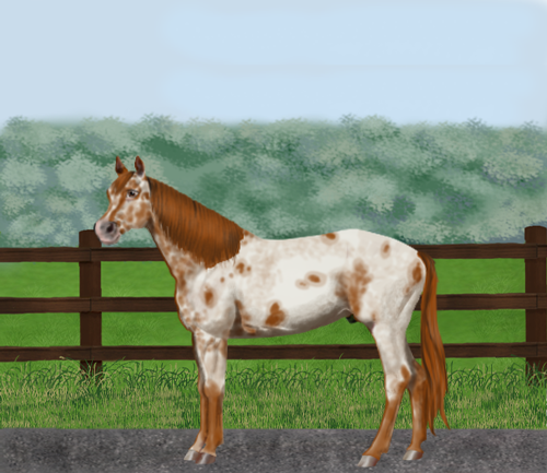 horse image