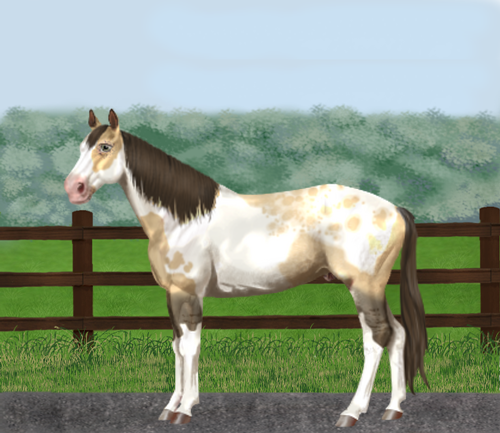 horse image