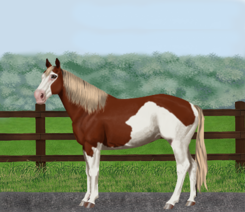 horse image