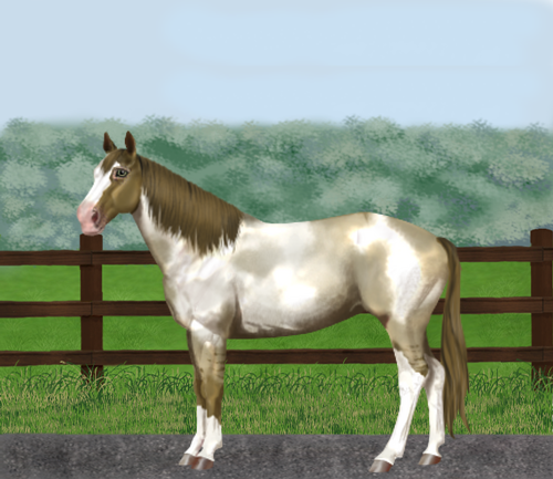 horse image