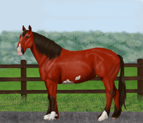 horse image