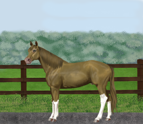 horse image