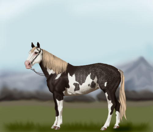 horse image