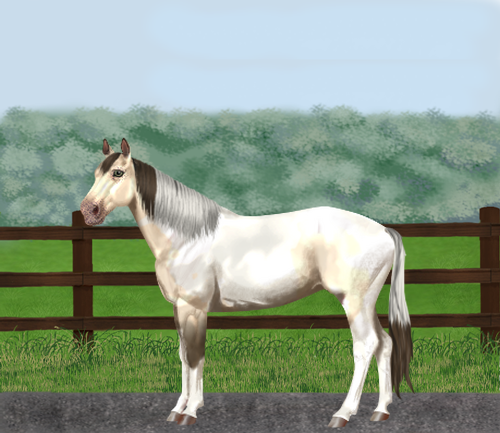 horse image