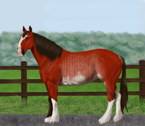 horse image