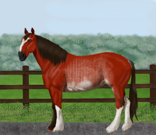 horse image