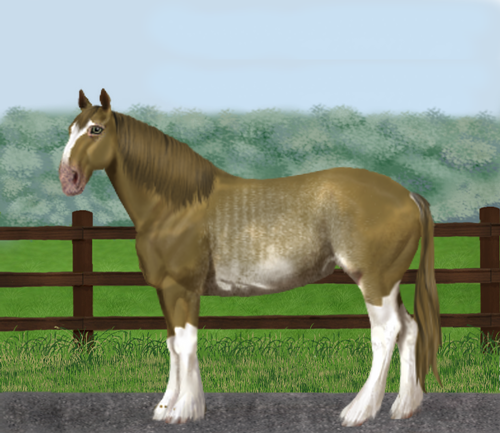 horse image