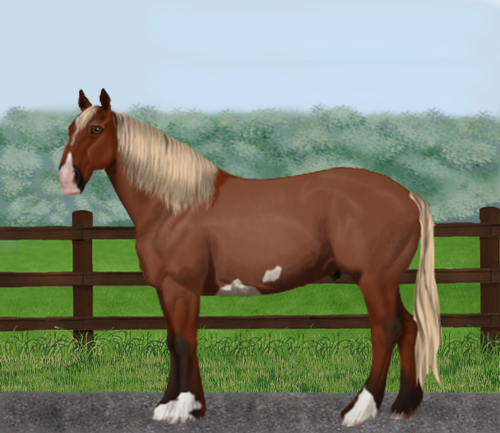 horse image