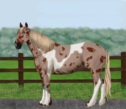 horse image