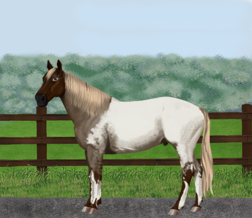 horse image