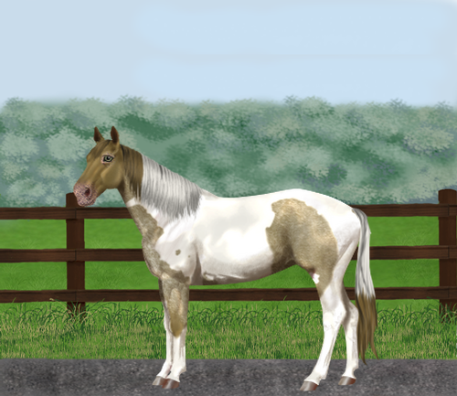 horse image