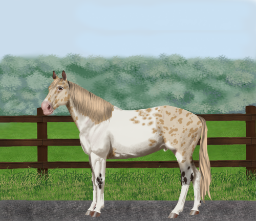 horse image