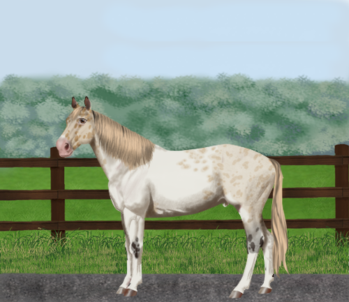 horse image